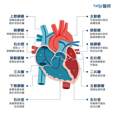 心臟旁邊是什麼|人體解剖學/心臟概況